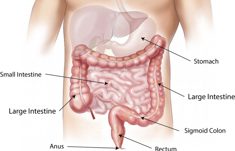 abdomen, intestine, large